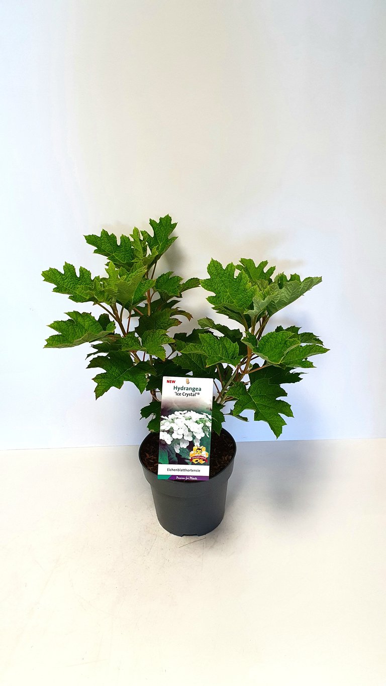 Hydrangea querc. 'Ice Cristal' - C5 50-60 CM